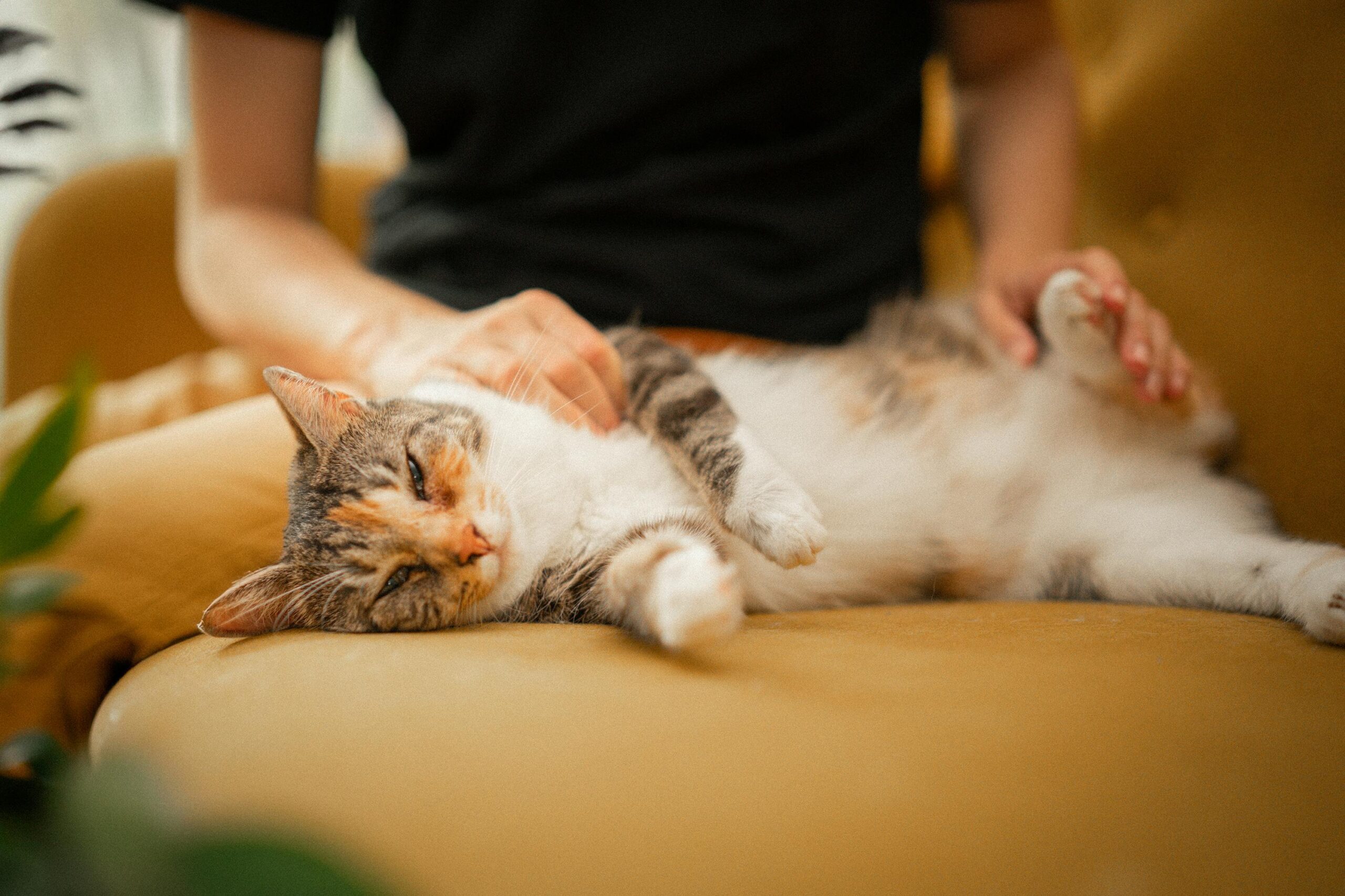 Shelter Cat Sociability