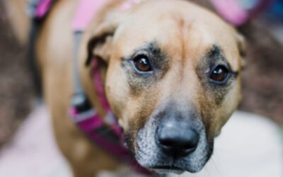 Difference between Adopted and Purchased Dogs