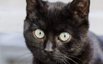 Development of a Cat Behaviour Issues Assessment Scale