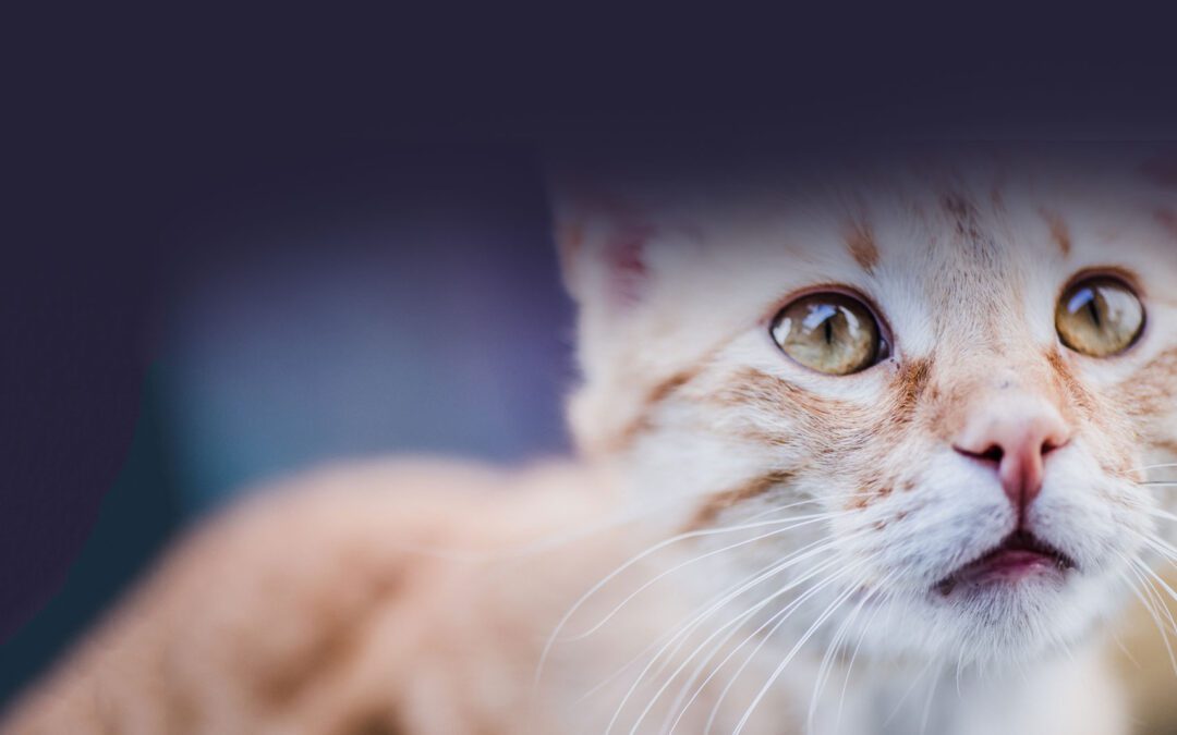 Top tips for Reducing Cat Stress on a Shoestring