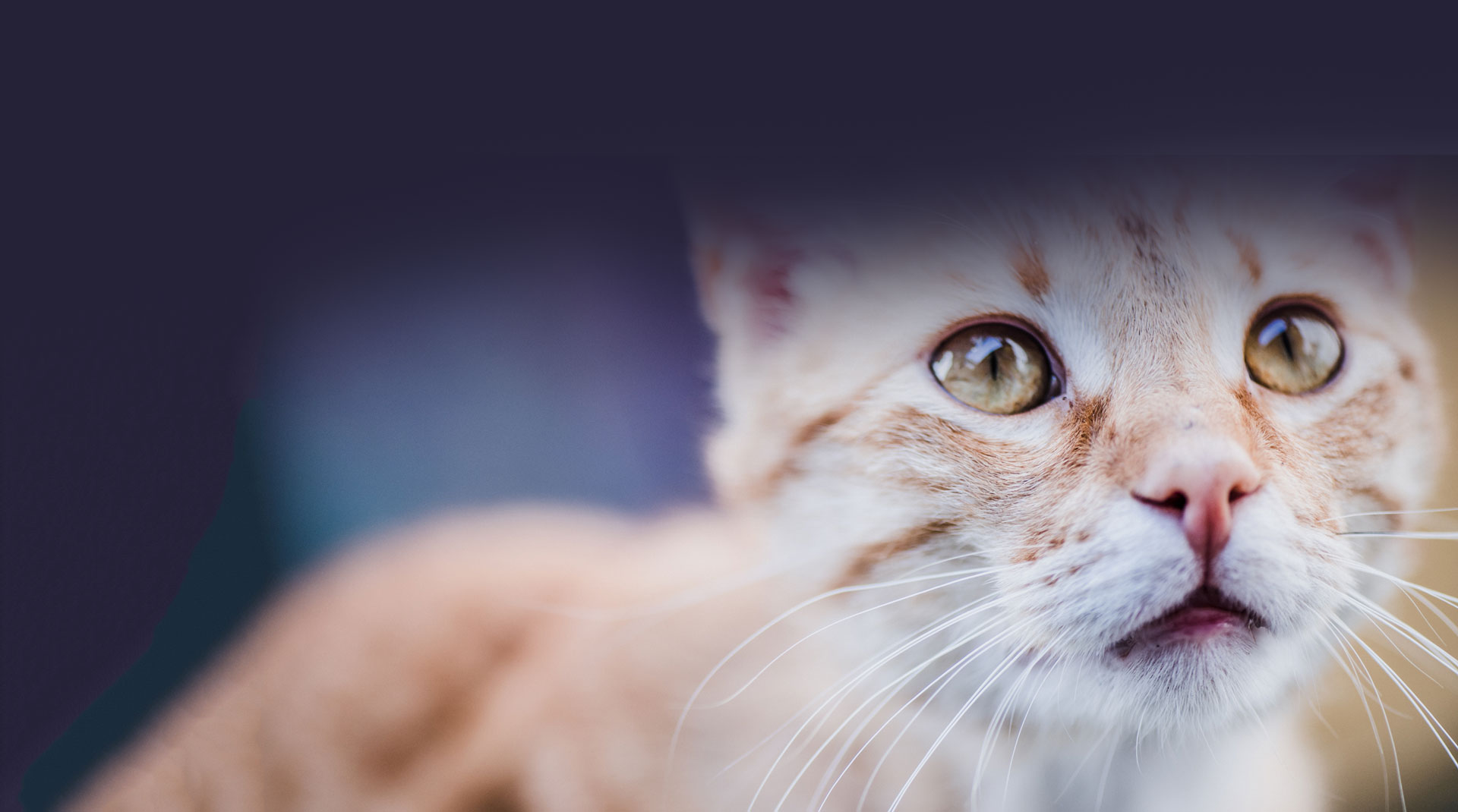 Top tips for Reducing Cat Stress on a Shoestring