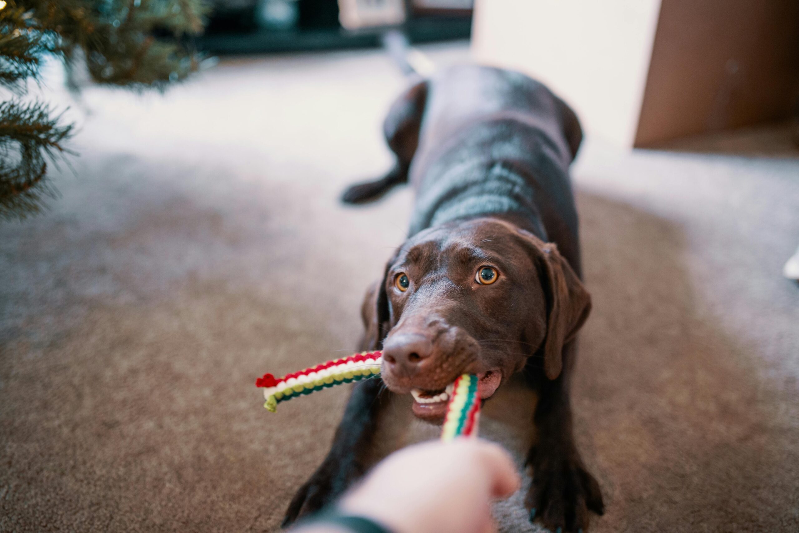 A Thought on Canine Frustration