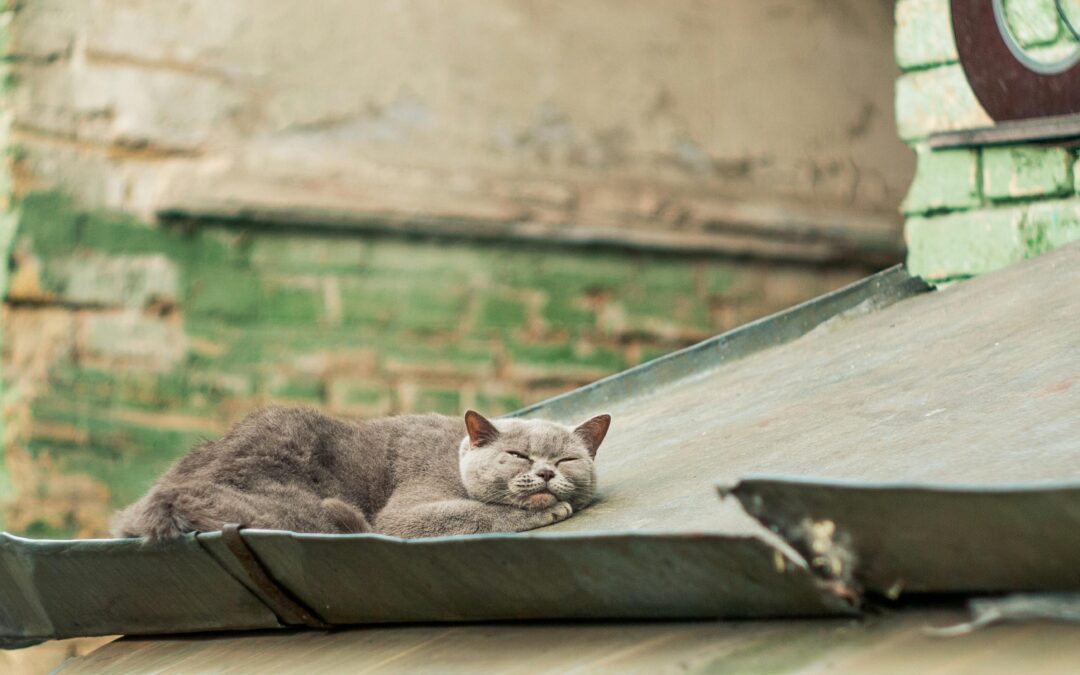 UK Cat Welfare Considerations- An Approach for the Future