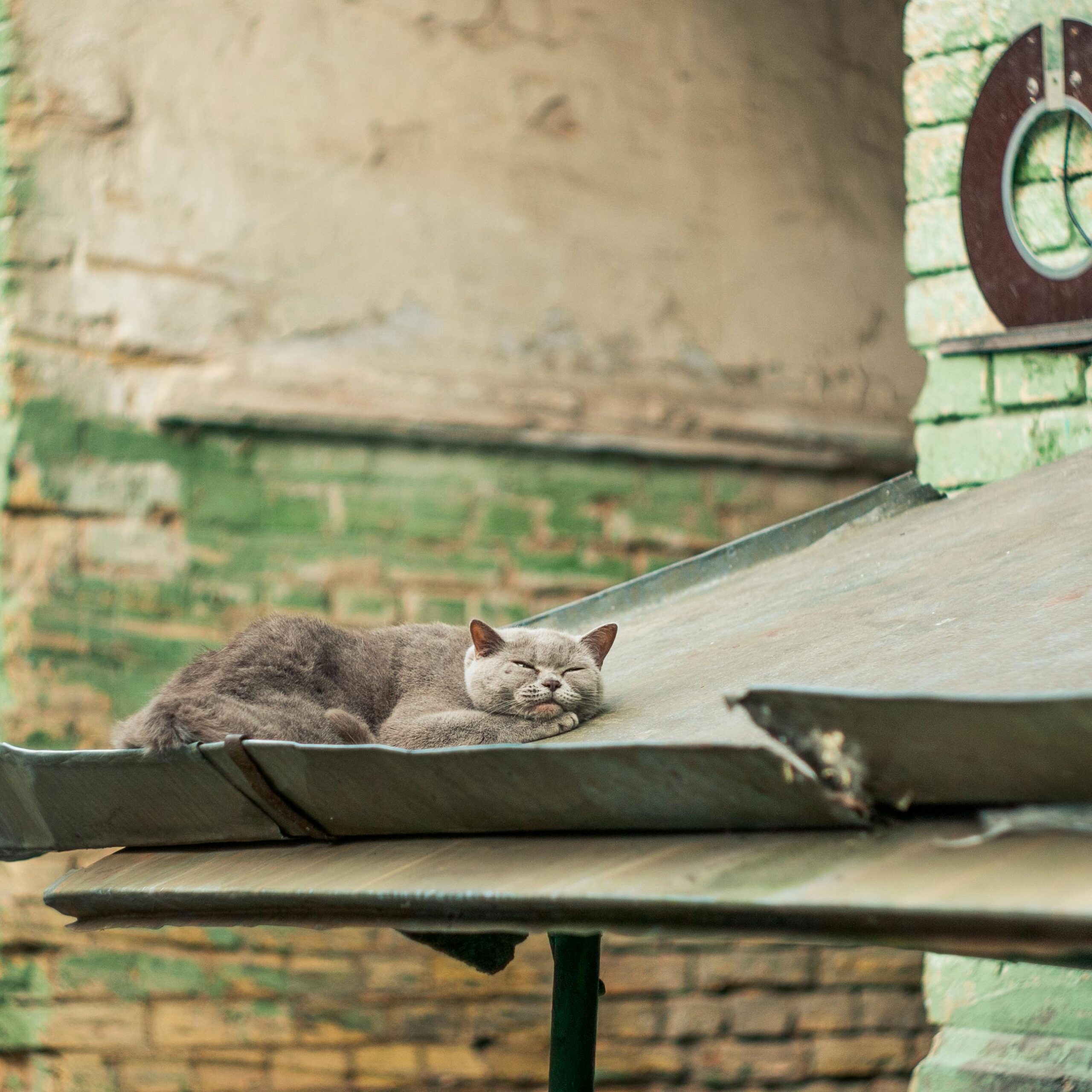 UK Cat Welfare Considerations- An Approach for the Future