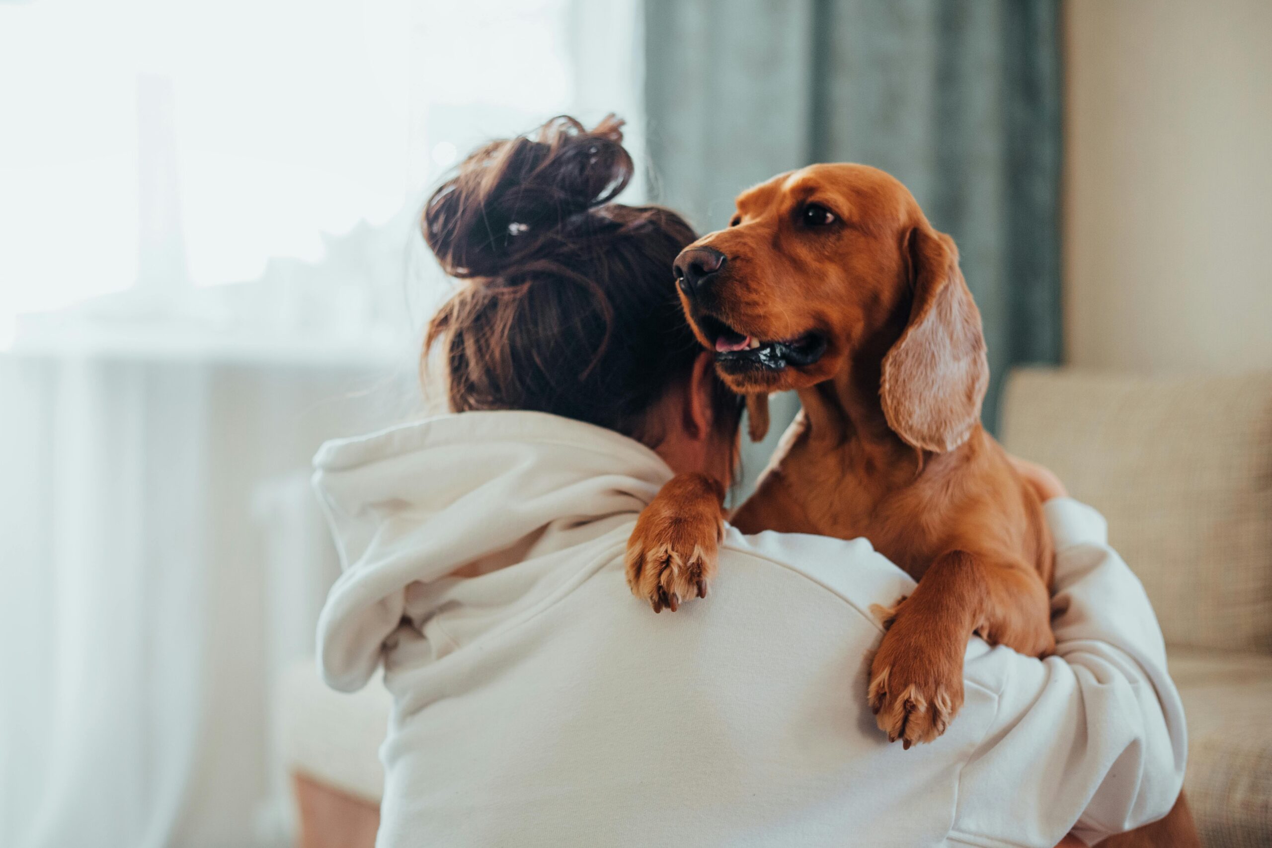 Dogs Rescue Journey- Gathering Information from Owners