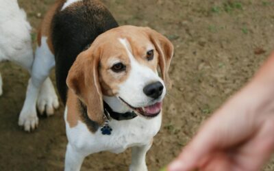 A Dogs Rescue Journey- Assessing Behaviour