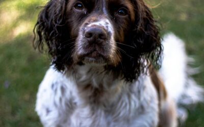 Milo the Resource Guarding Spainel