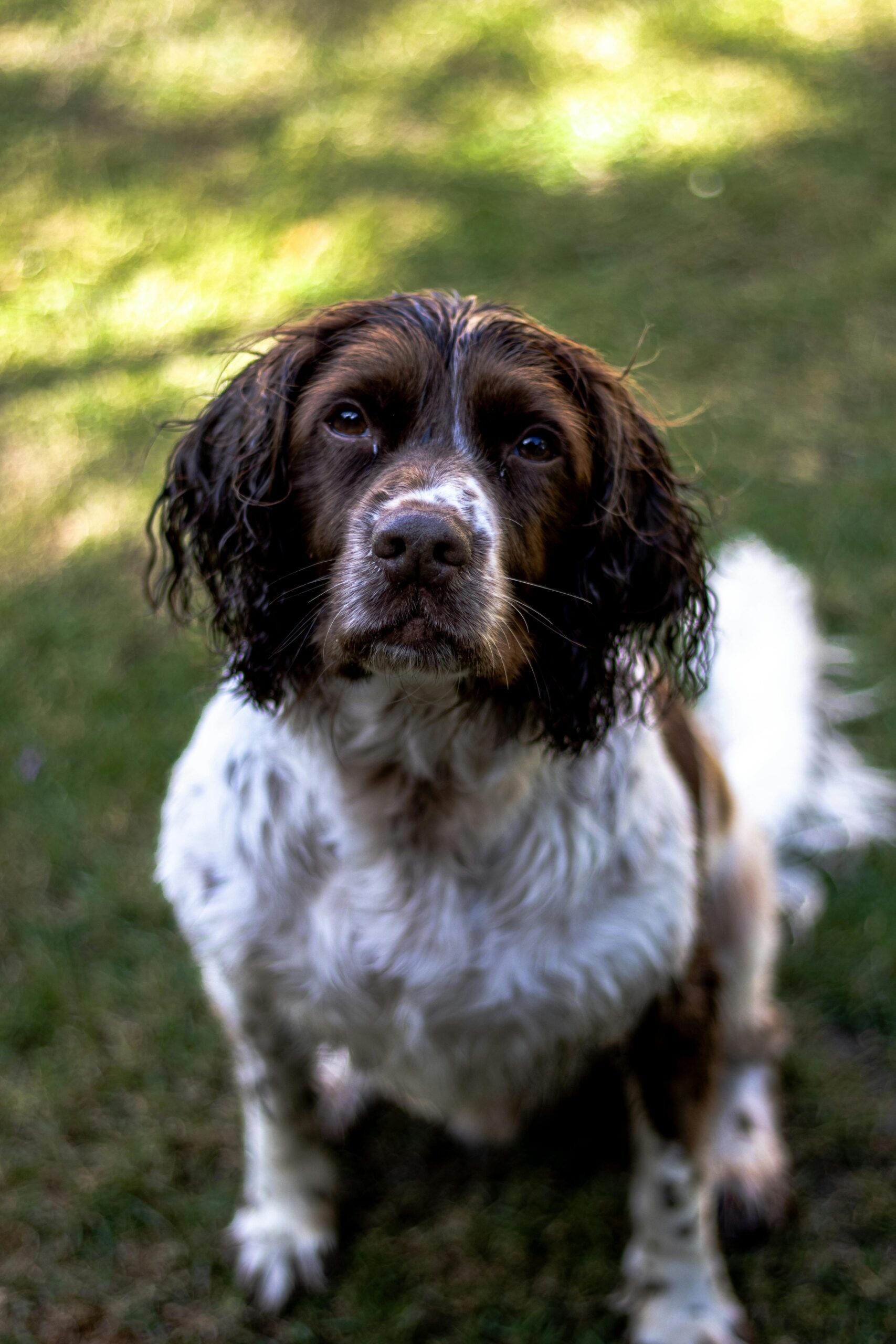 Milo the Resource Guarding Spainel