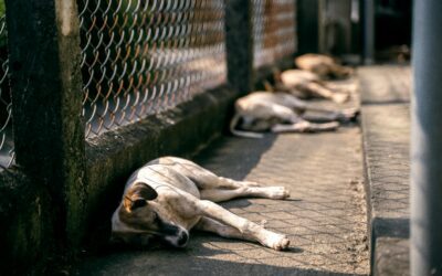 Let Sleeping Dogs Lie