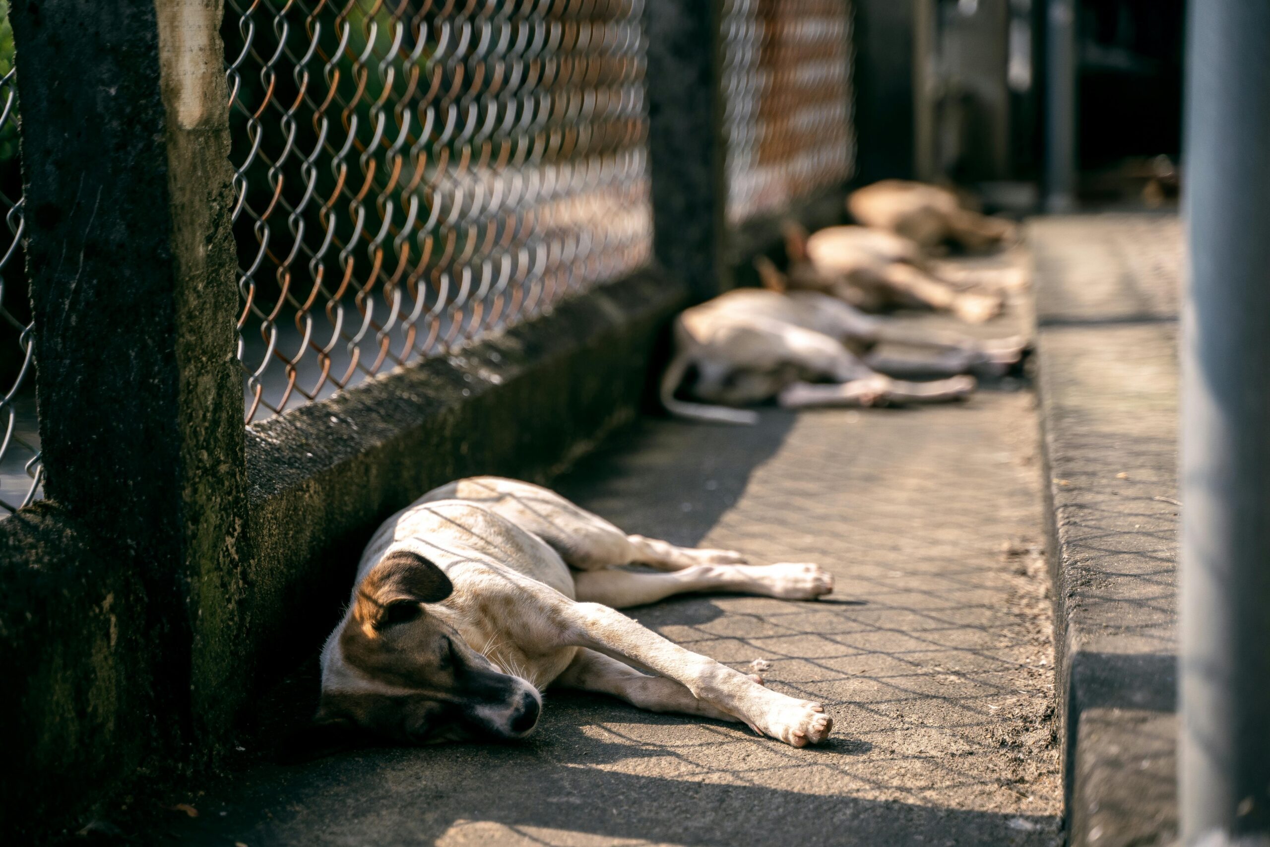 Let Sleeping Dogs Lie
