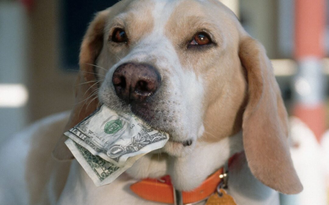 How is Dog Training and Behaviour Valued?