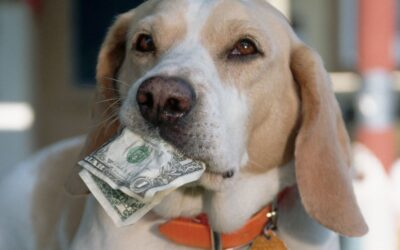 How is Dog Training and Behaviour Valued?