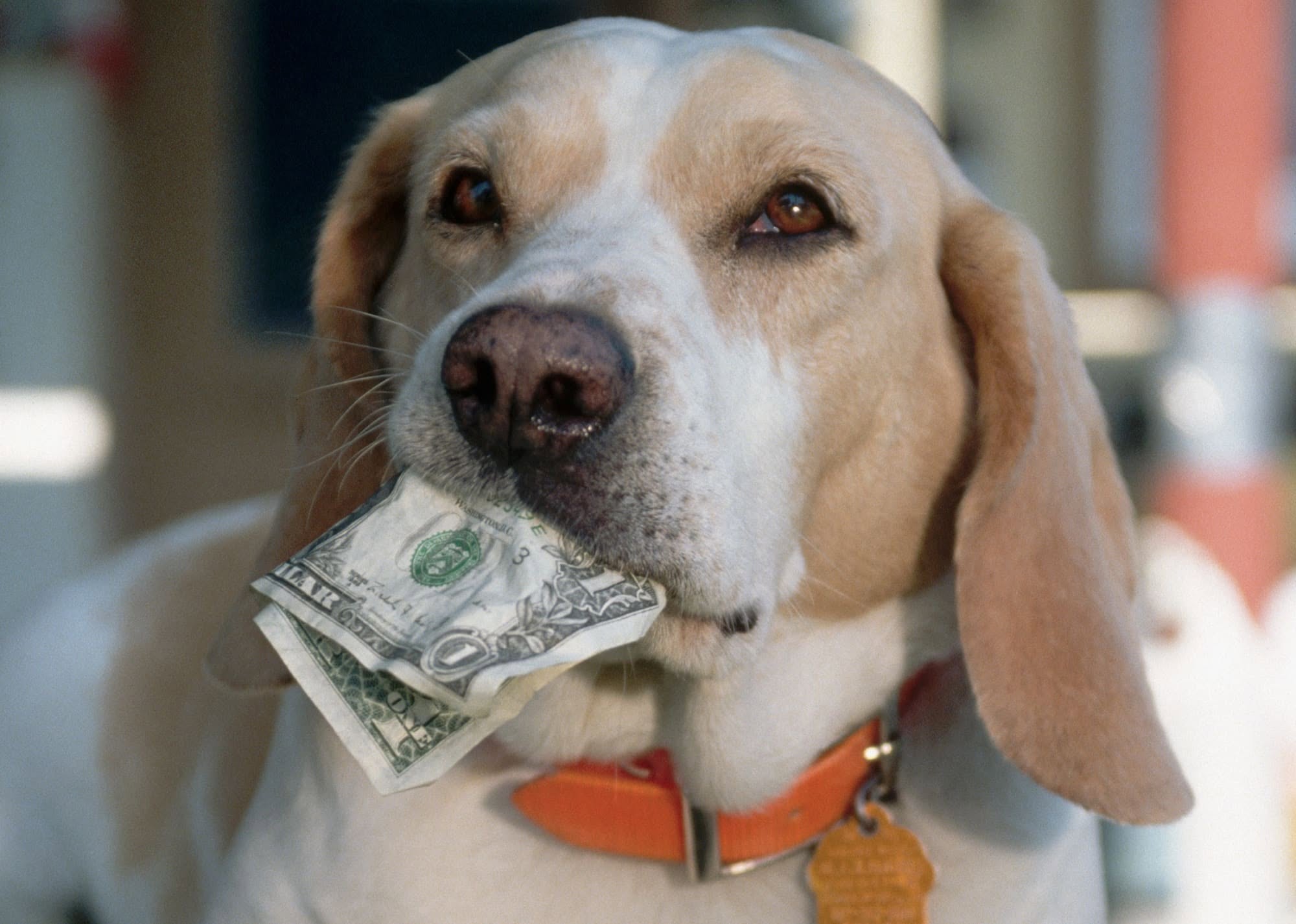 How is Dog Training and Behaviour Valued?
