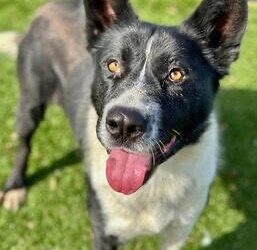 Case Study: Nell the Dog Who Guarded in Kennels and Not at Home