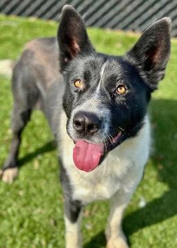 Case Study: Nell the Dog Who Guarded in Kennels and Not at Home