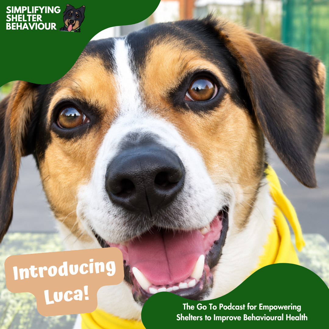 Case Study: Luca, The Power of Getting the Assessment Right