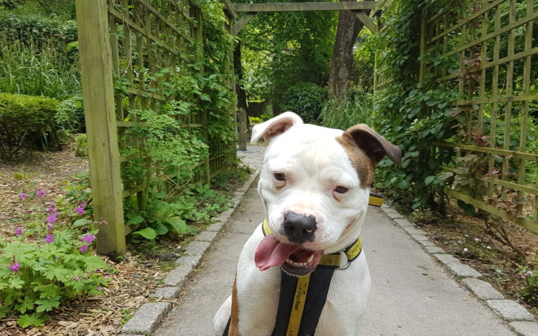 Case Study: Kai, Teaching a Frustrated Dog Better Ways to Cope