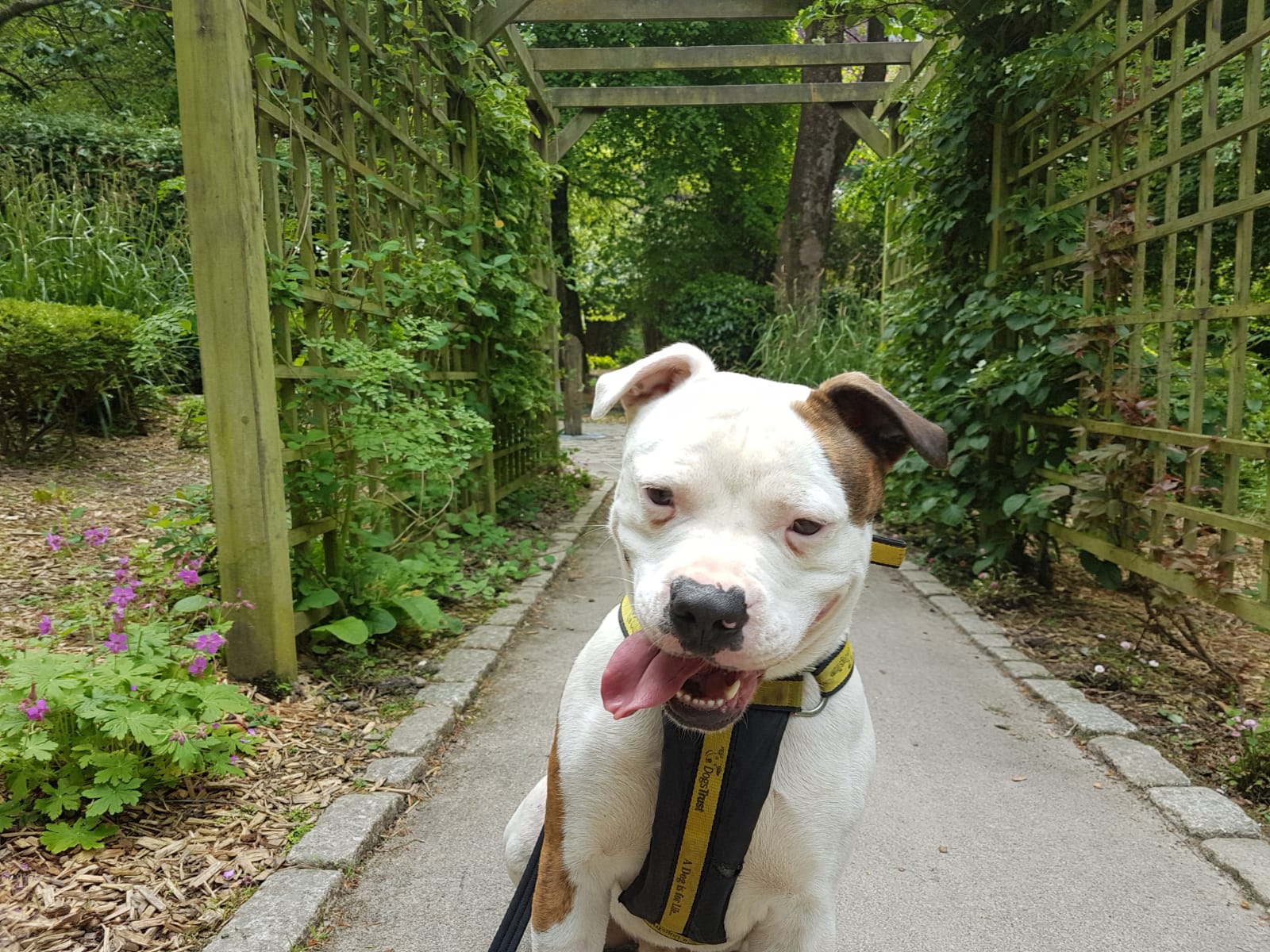 Case Study: Kai, Teaching a Frustrated Dog Better Ways to Cope