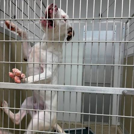 Supporting Calm Exits: Helping Dogs Regulate at the Kennel Door