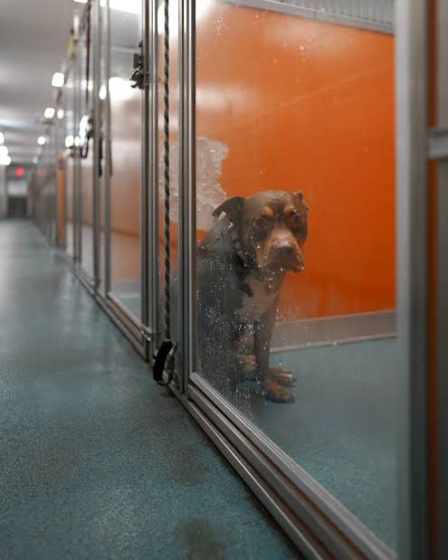 Time Out of Kennels: What the Research Says, and How to Set Up a Programme